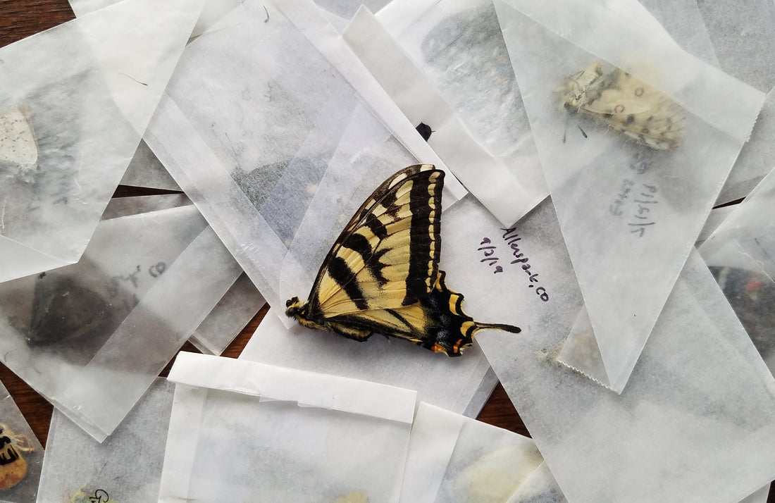 Need a New Indoor Hobby During a World Pandemic?