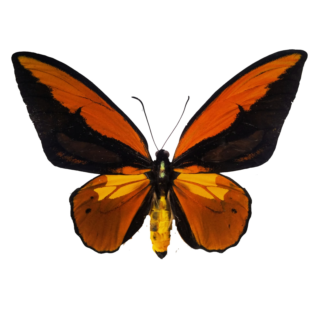 Is it Legal to Buy or Import Birdwing Butterflies?