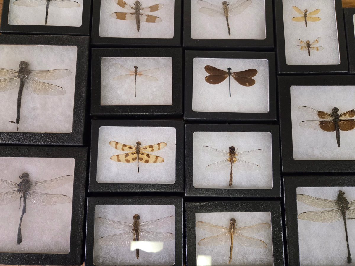 Mixed Framed Dragonflies