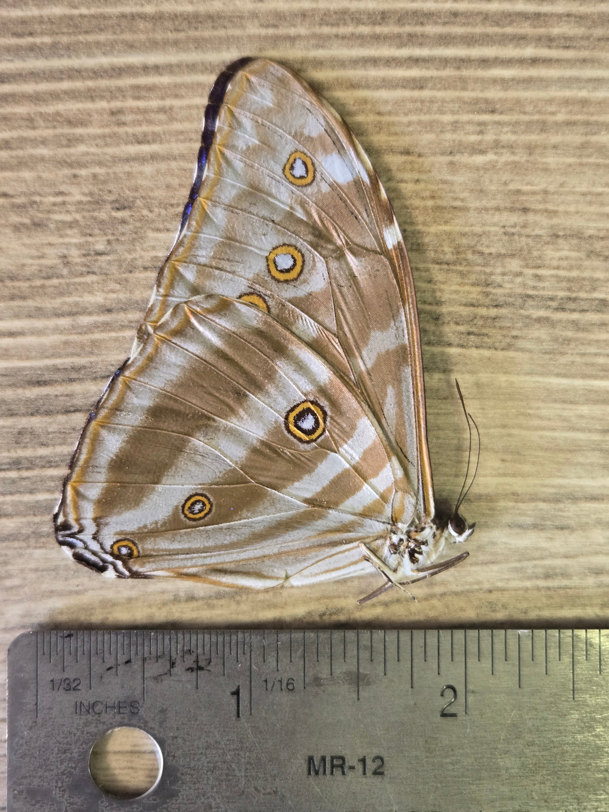 Unspread Morpho Species #1
