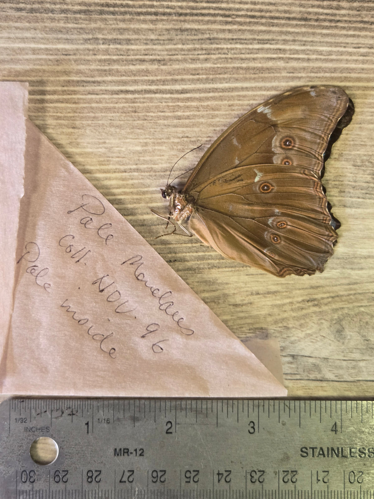 Pale Morpho menelaus