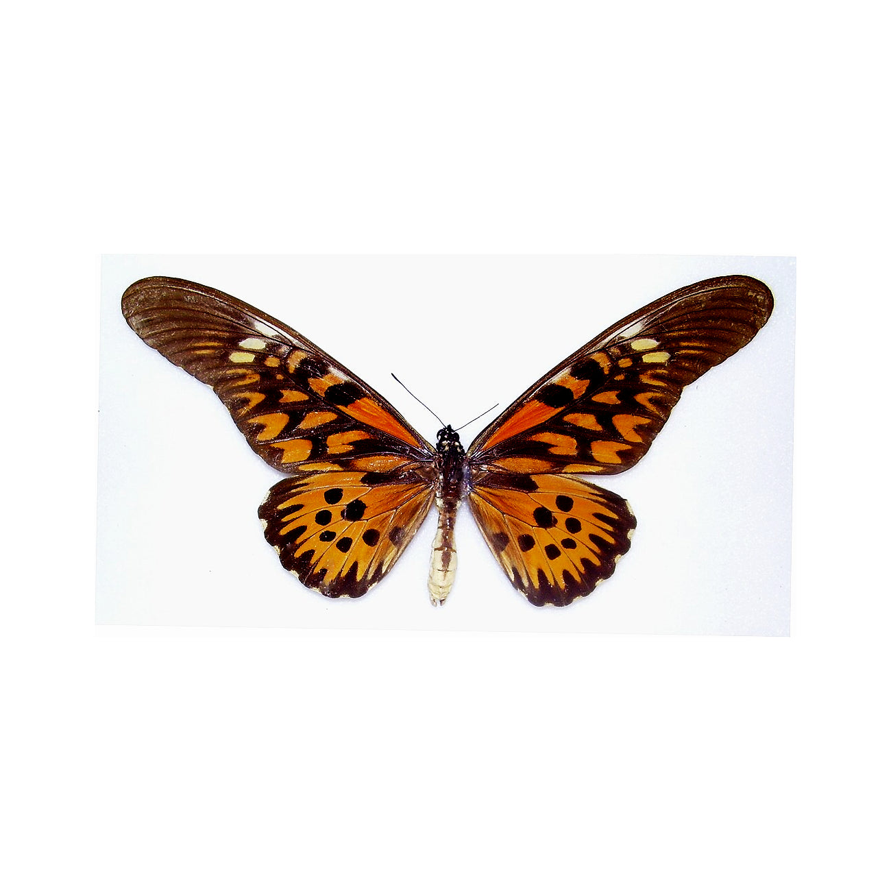 Papilio antimachus, REAL 'African Giant Swallowtail' 7"+ Wingspan!, Wings Folded Closed