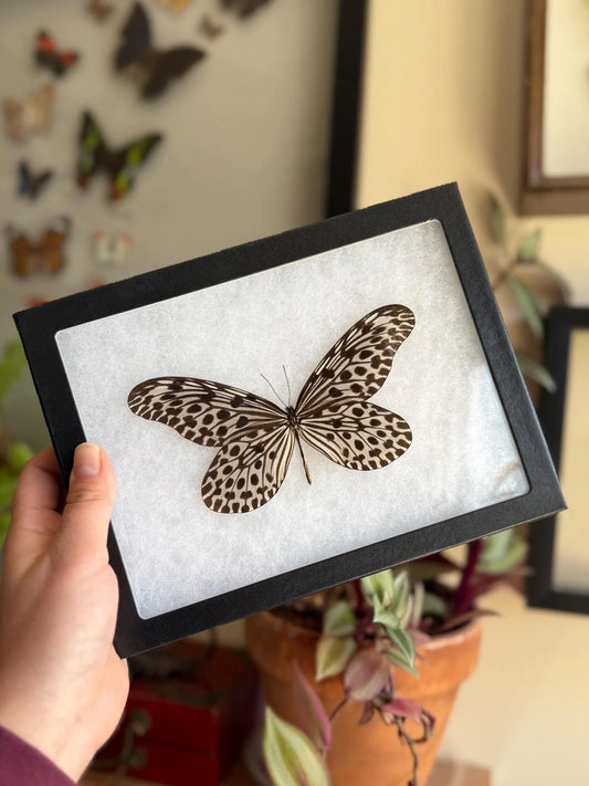 FRAMED Giant Tree Nymph Butterfly 'Idea hypermnestra'