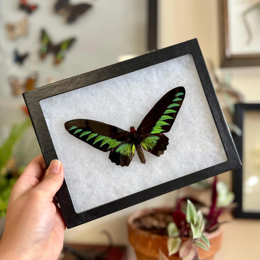 Rajah Brooke’s Birdwing SPREAD and Framed Butterfly Trogonoptra brookiana albescens