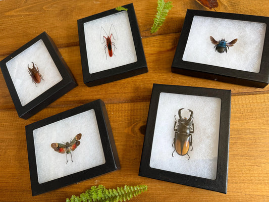 Framed Bugs and Beetles! Spread Specimens in Riker Mount Frames
