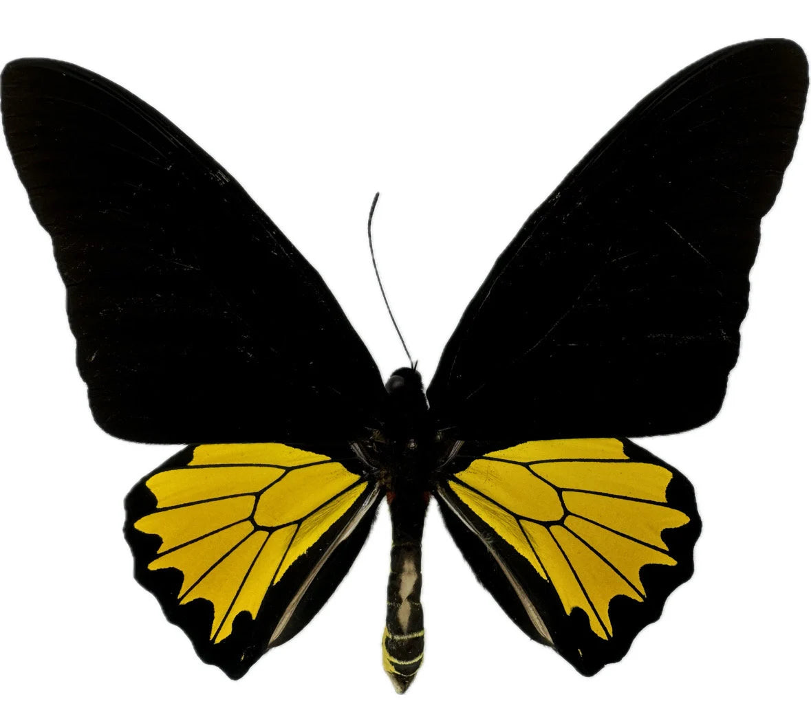 This Indonesian Birdwing butterfly is a Papilio troides helena antileuca mounted in a 7