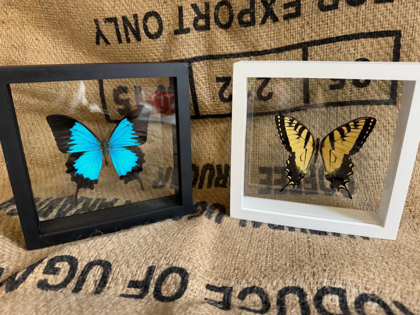 DOUBLE GLASS Shadow box Frames, FRAME ONLY Insect and Butterfly Display Floating Frame