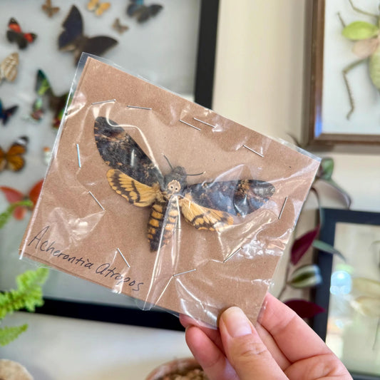 SPREAD Death's Head Hawkmoth 'Acherontia atropos'