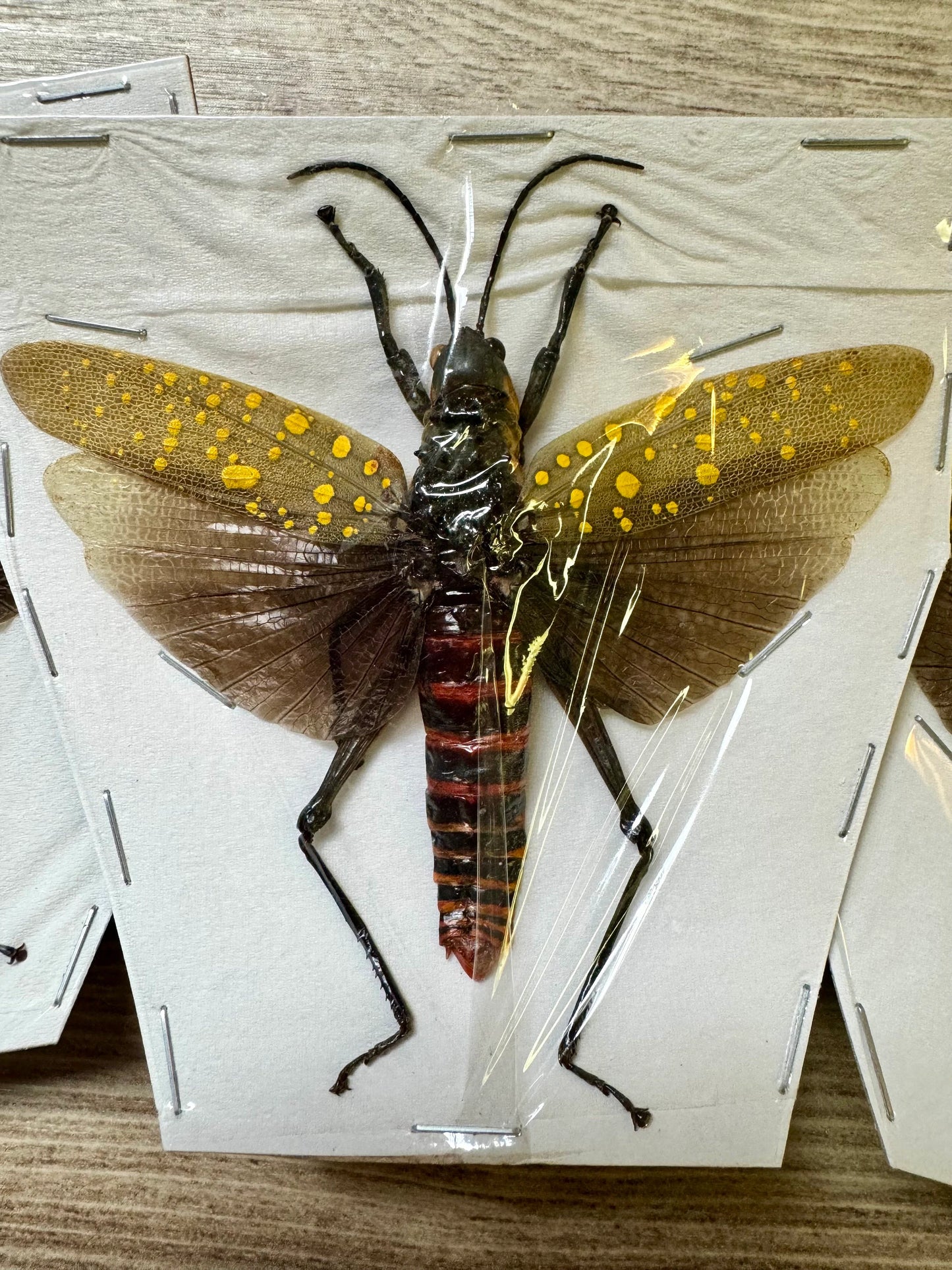 Spotted grasshopper 'Aularches punctatus' SPREAD!