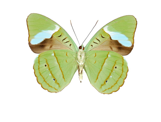 Nessaea hewitsoni REAL Green Butterfly unspread Olivewing