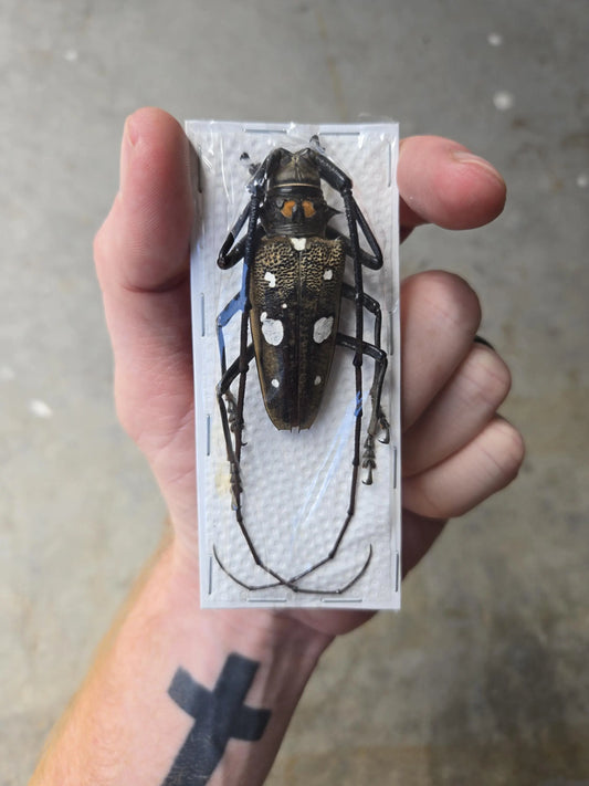 Real HUGE Longhorn Beetle, 'Batocera celebiana'