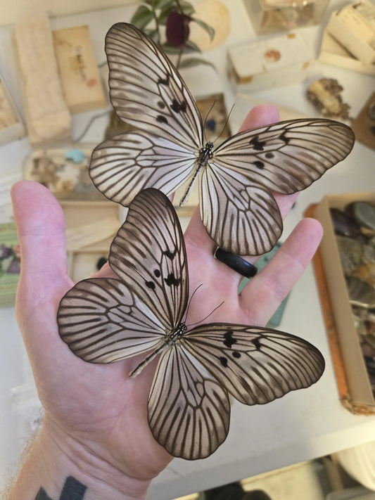 REAL White Ghost Butterfly 'Idea blanchardi' Dried, Dead, Preserved Specimen for framing, nature decor, artwork