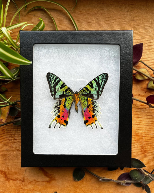 Madagascar Sunset Moth VERSO, Urania ripheus SPREAD and FRAMED