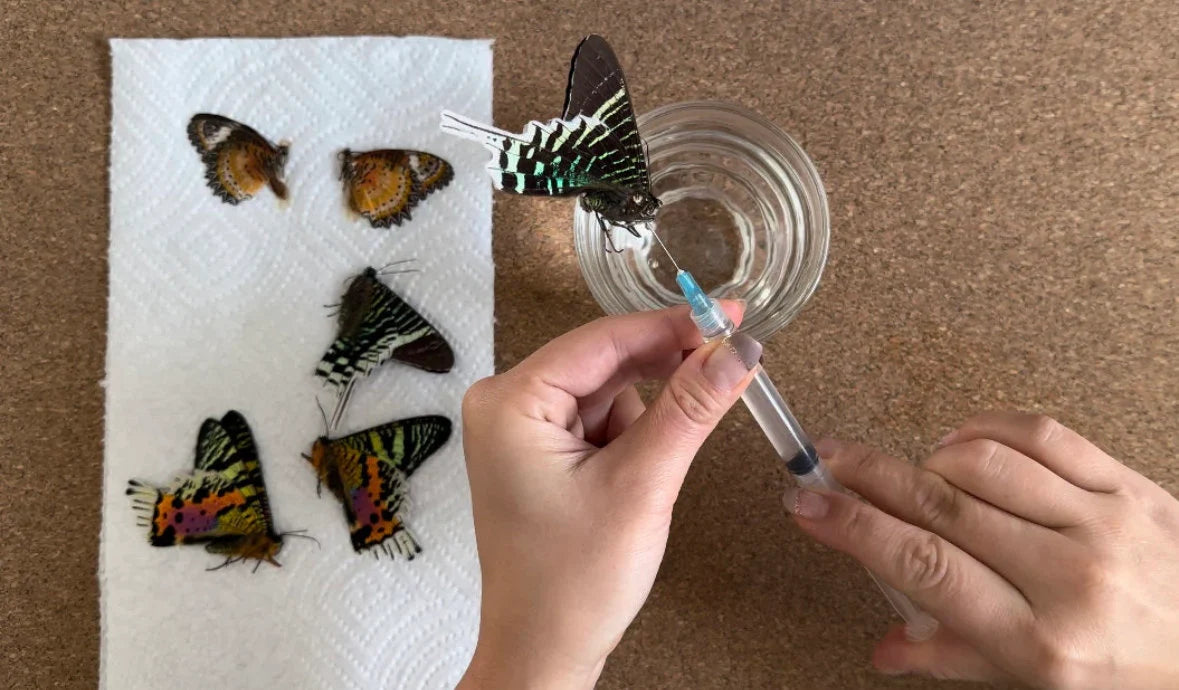 Butterfly/Insect Hydration Syringe Entomology Tools/Equipment Little