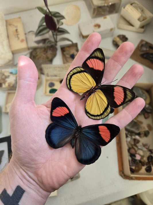 REAL Batesia hypochlora, 'Painted Beauty' Butterfly, unmounted