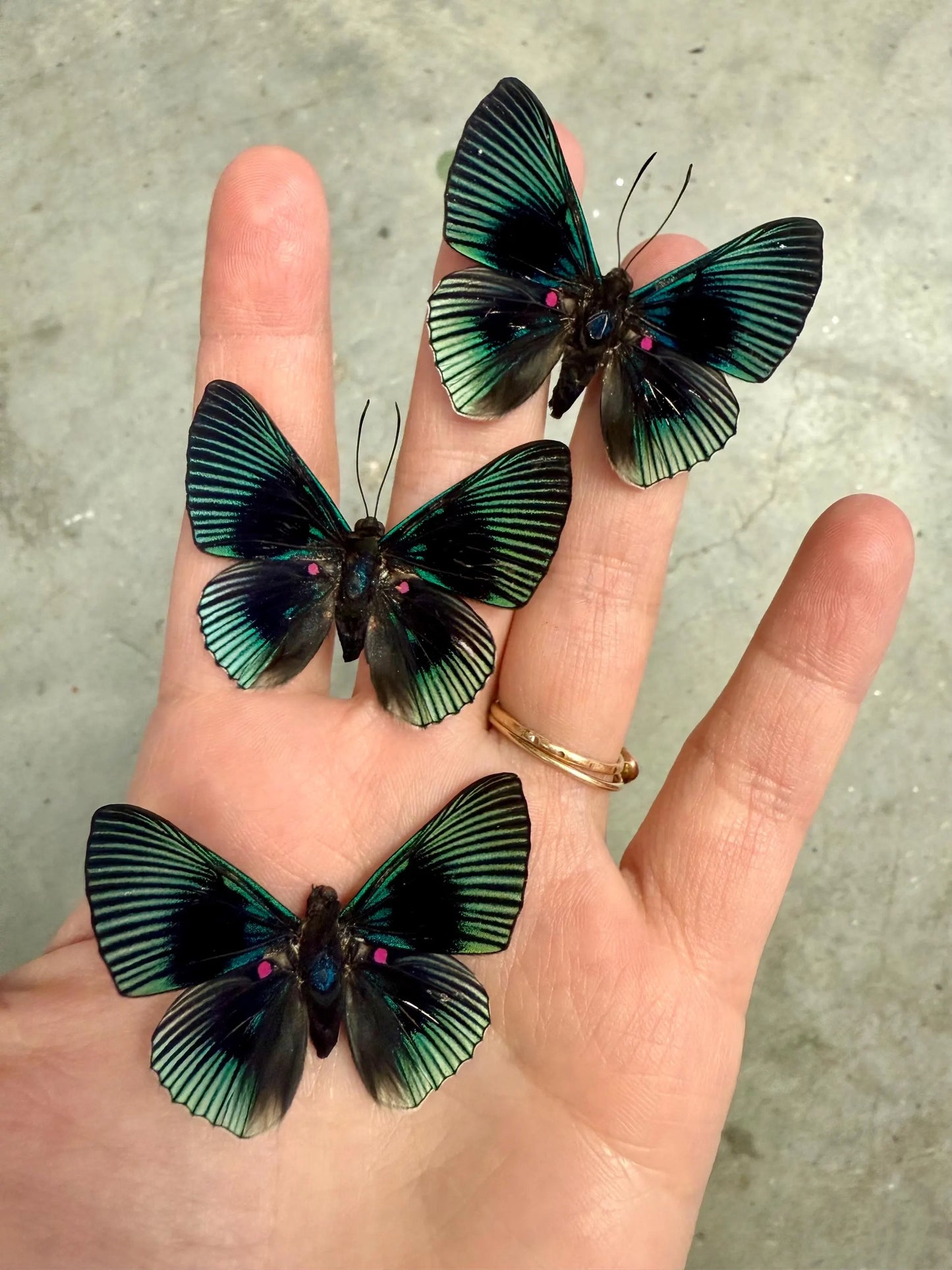 SPREAD Pink Dotted Metalmark Butterfly 'Lyropteryx apollonia' A-/A1-