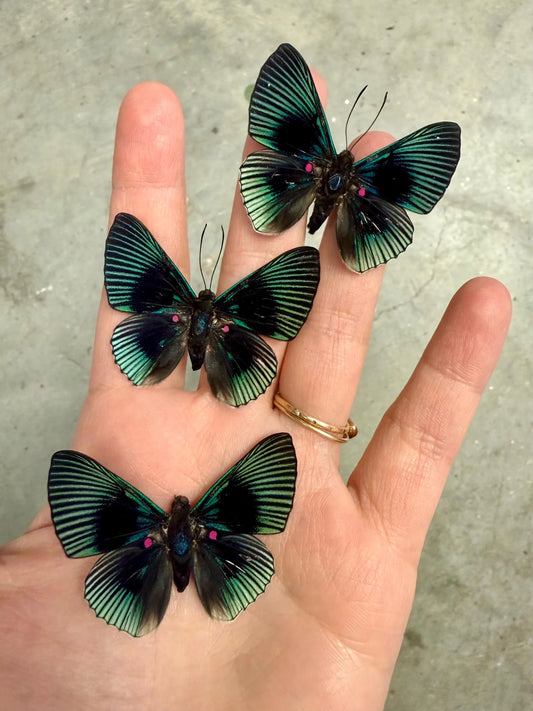 SPREAD Pink Dotted Metalmark Butterfly 'Lyropteryx apollonia' A-/A1-