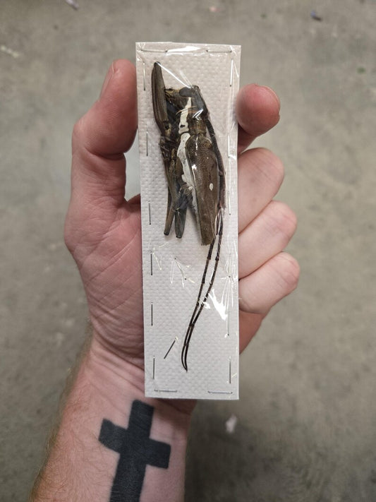 Real BIG Longhorn Beetle, 'Batocera rubus'
