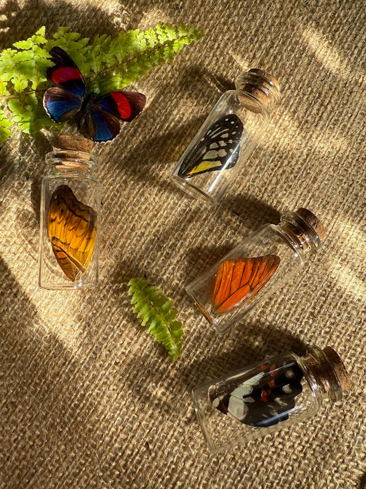 Butterfly Wing Vial - Natural Curiosities Vintage Decor