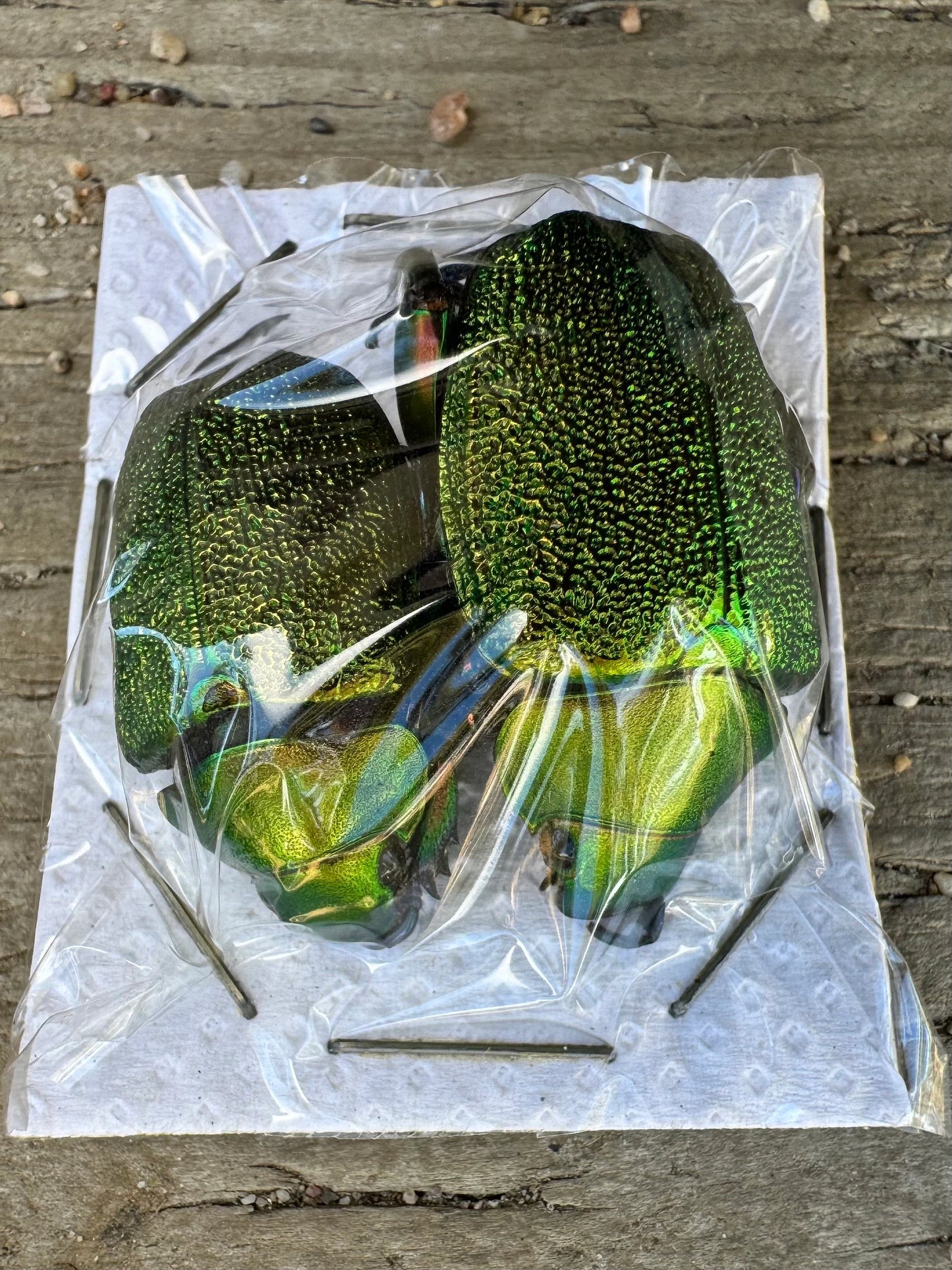 Shining Green Scarab leaf Chafer Beetle PAIR 'Chrysophora chrysochlora'