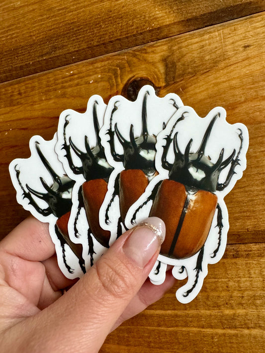 Five Horned Rhino Beetle Vinyl STICKER 'Eupatorus gracilicornis' LIFE-SIZE, Realistic