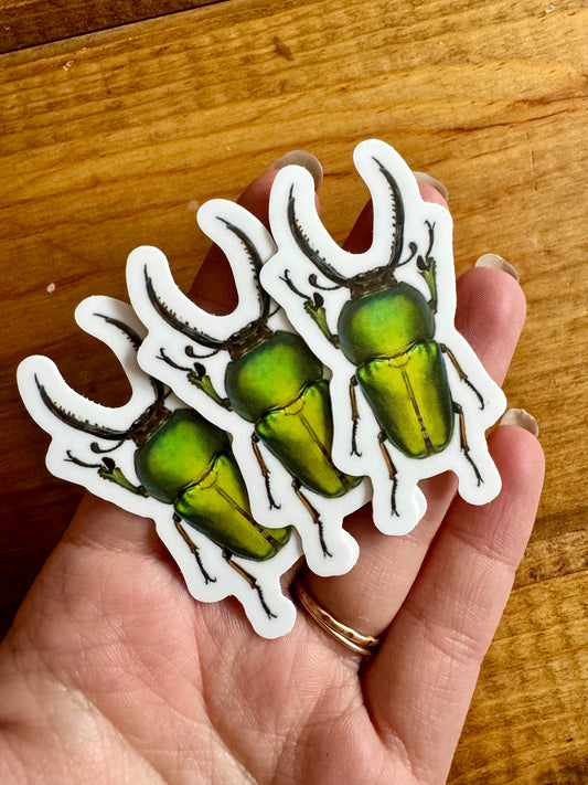 Sawtooth Stag Beetle Vinyl STICKER 'Lamprima adolphinae' LIFE-SIZE, Realistic