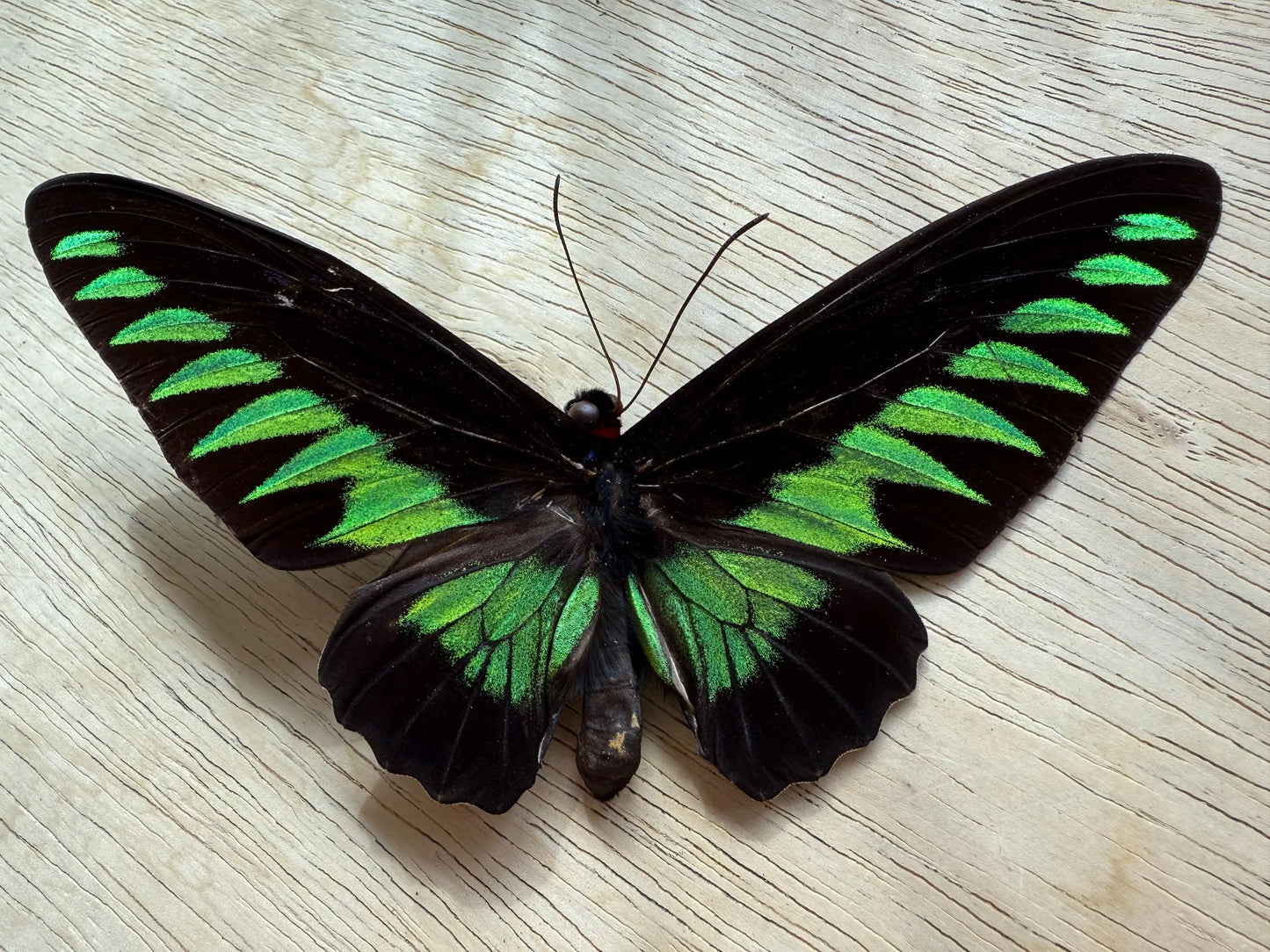 Rajah Brooke’s Birdwing SPREAD Butterfly Trogonoptra brookiana albescens (not framed) A2