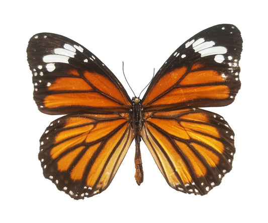 Tiger Monarch, Danaus genutia, REAL Unspread Papered Butterfly for Pinning, Spreading, Framing, Nature Decor, Artwork, Dried, Preserved