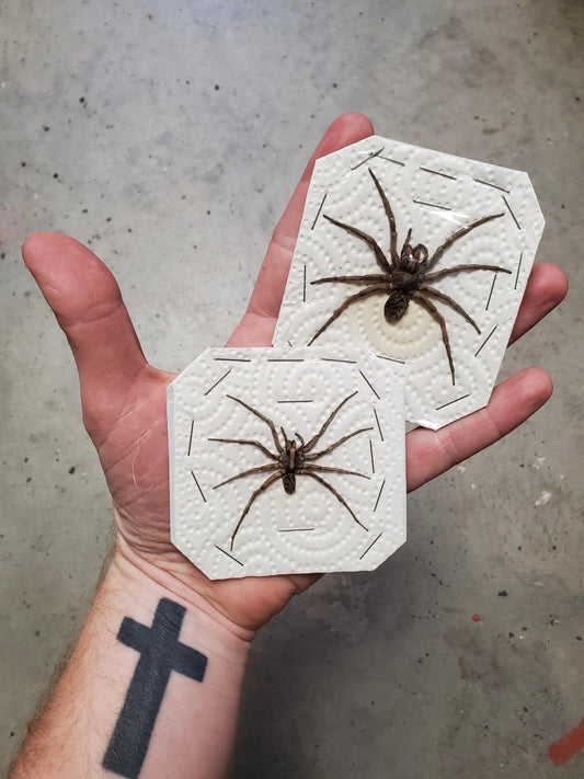 REAL Wolf Spiders Legs Spread Open, Dried, Dead, Preserved Insect Specimen