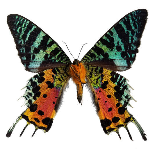Urania ripheus, Madagascar Sunset Moth - Little Caterpillar Art Little Caterpillar Art Butterfly Specimens