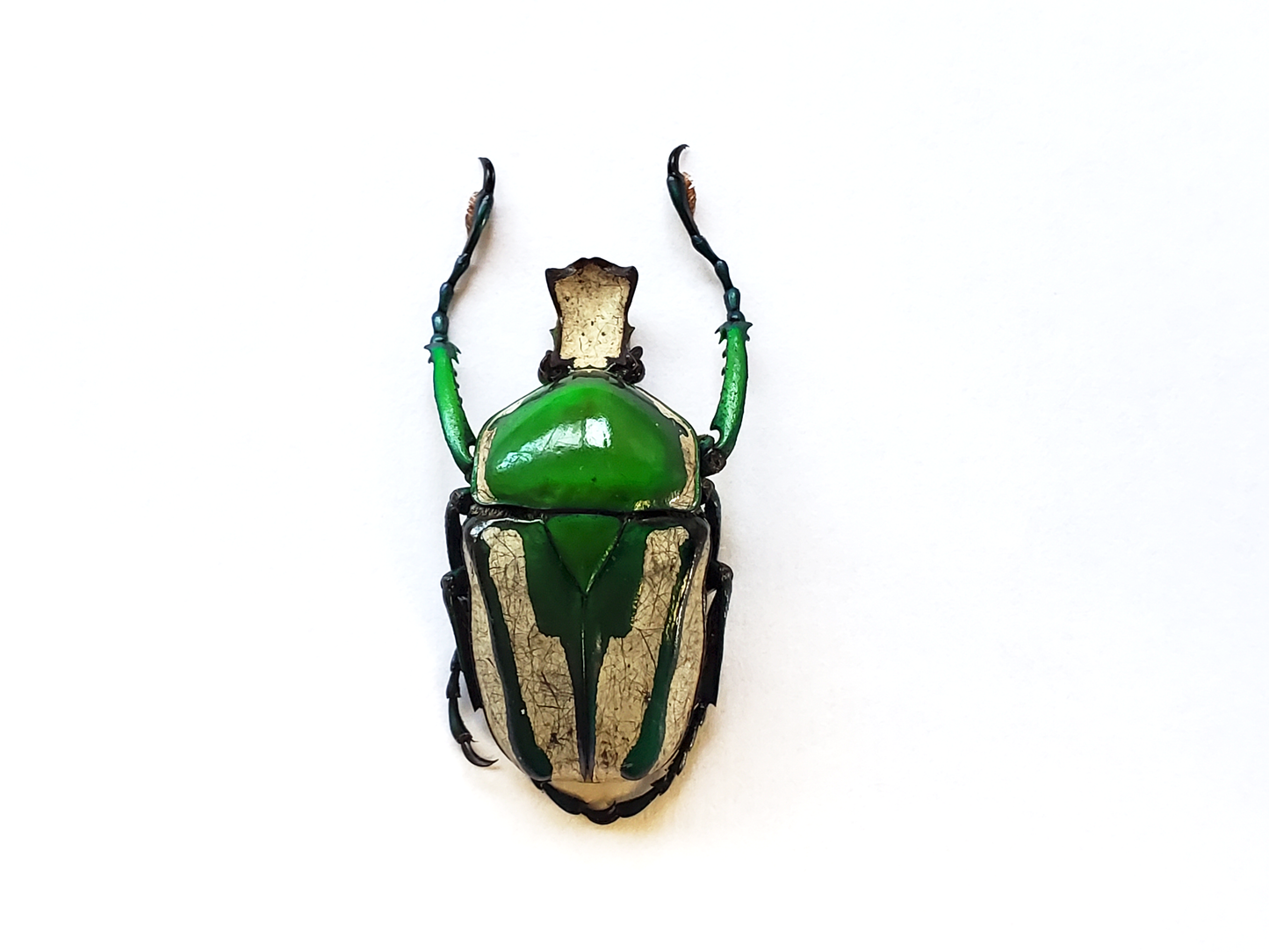 Ranzania splendens, Real African Green and White Beetle
