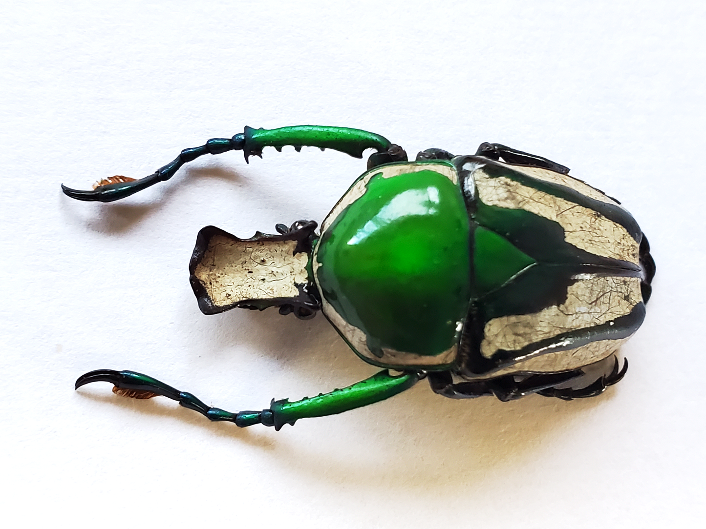 Ranzania splendens, Real African Green and White Beetle