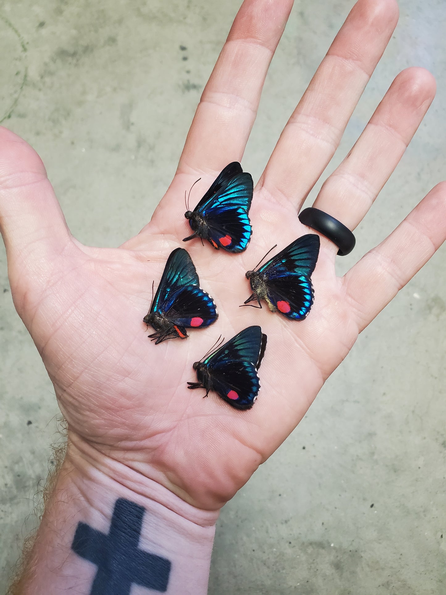 Necyria Butterfly species