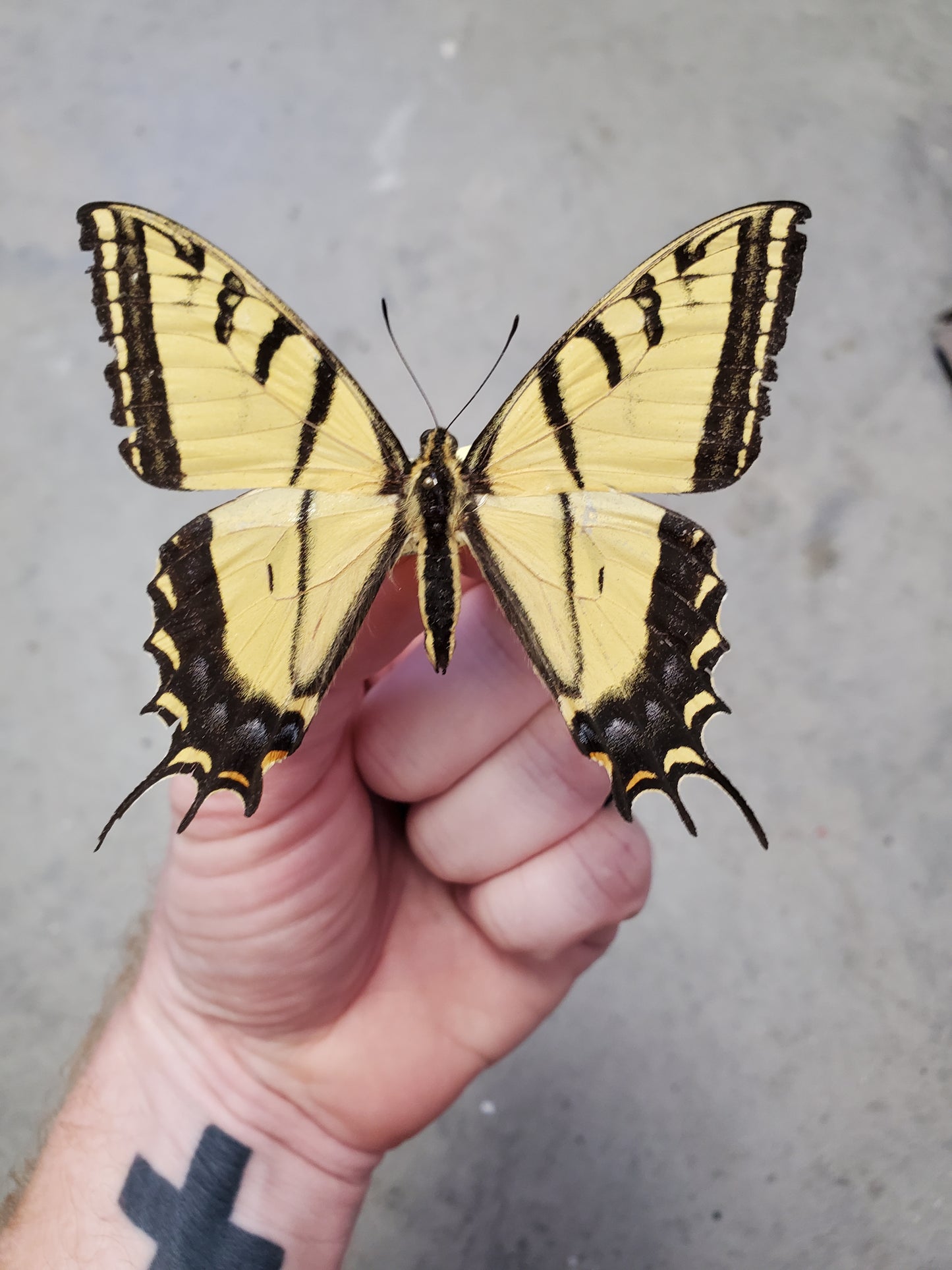 Spread Papilio multicaudata swallowtail, A-,  Lot 214