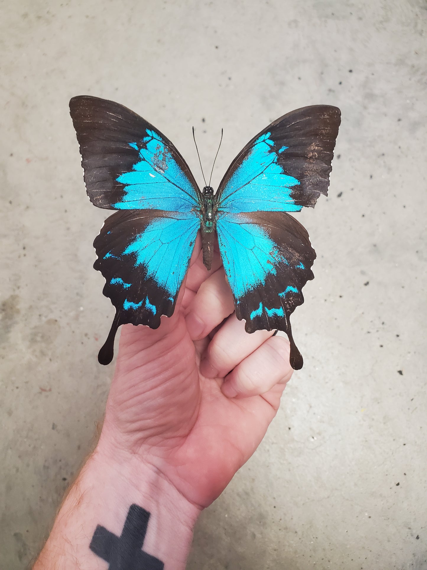 Spread Papilio ulysses, A2, damaged butterfly, Lot 350