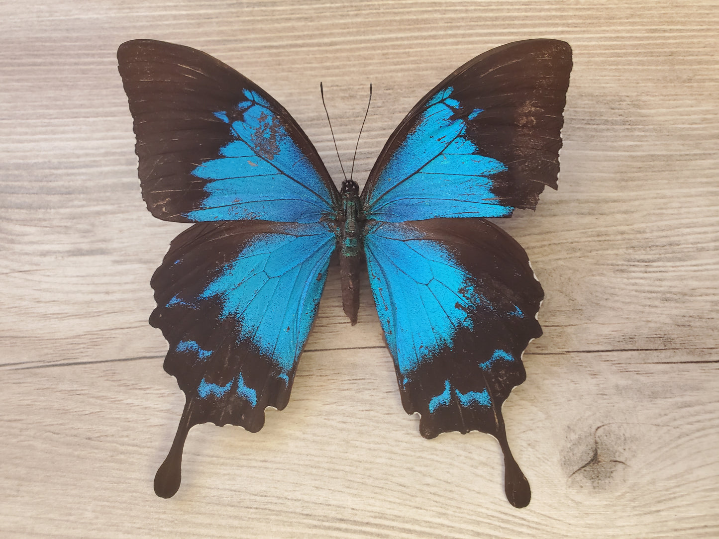 Spread Papilio ulysses, A2, damaged butterfly, Lot 350