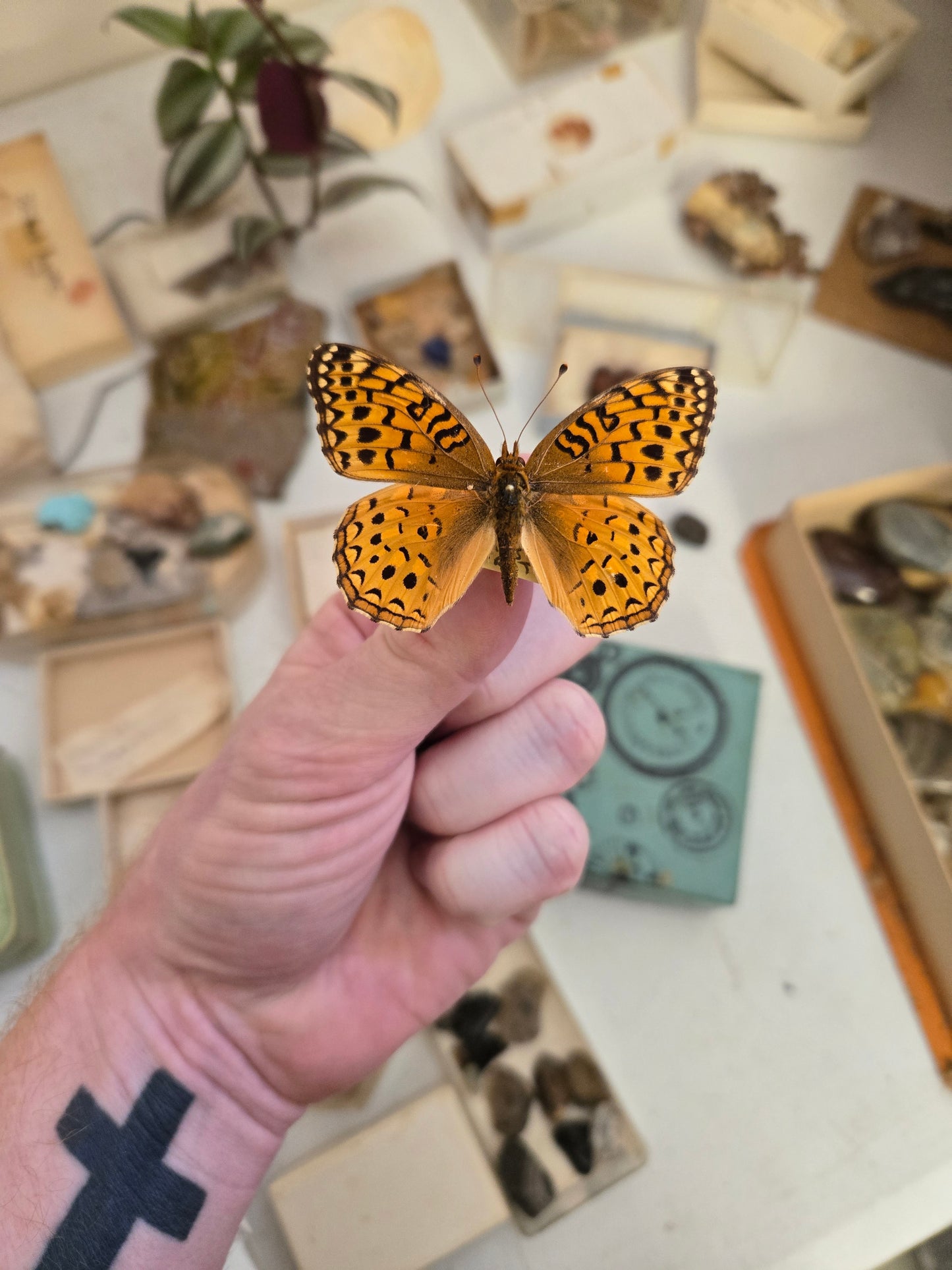 REAL Fritillary Butterfly Wings Spread Open Dried, dead preserved insect specimen nature art decor