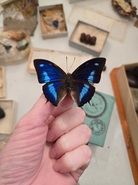 REAL Metallic Blue Butterfly 'Anaea cyanae' SPREAD or UNSPREAD