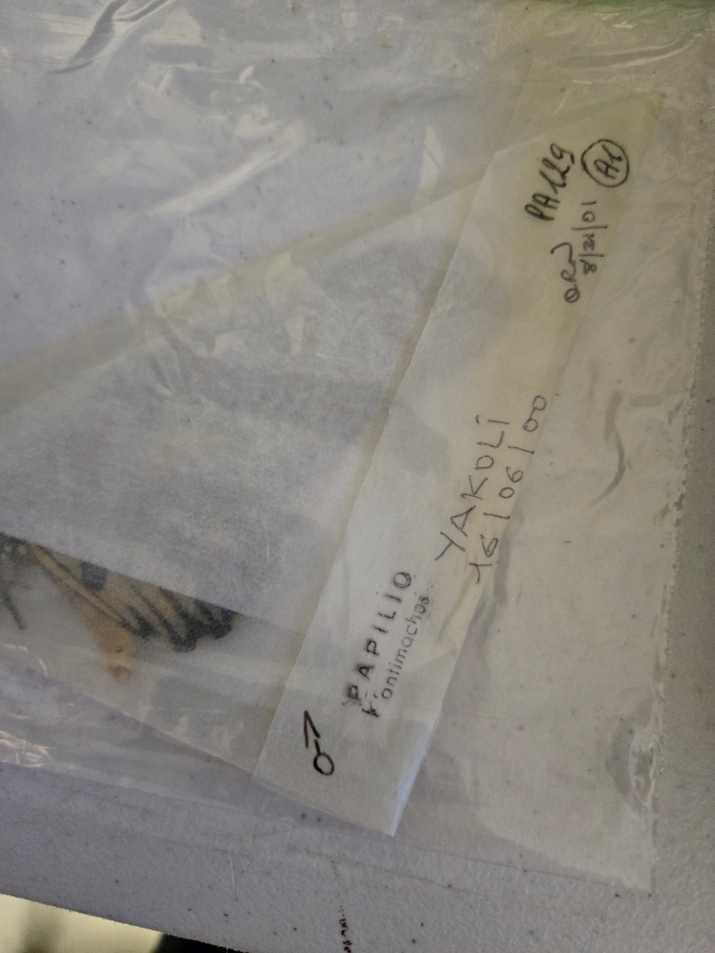 Papilio antimachus, REAL 'African Giant Swallowtail' 7"+ Wingspan!, Wings Folded Closed