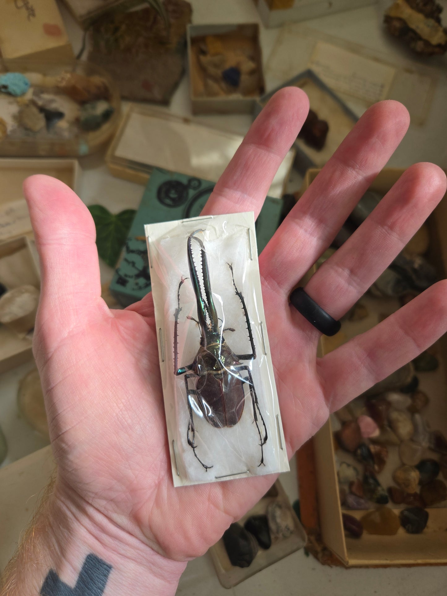 RARE! Chiasognathus granti, Darwin's Stag Beetle, HUGE Jaws!