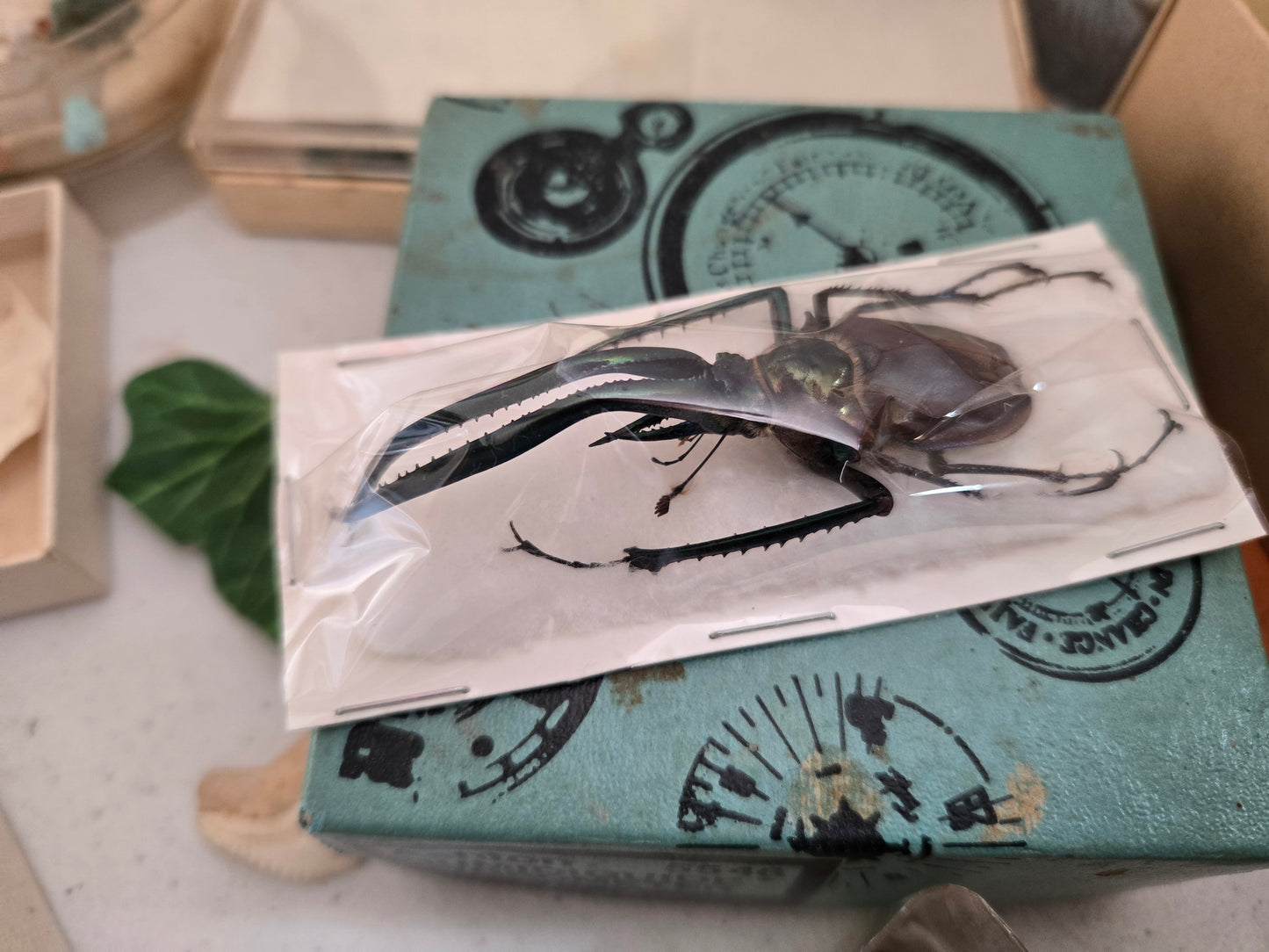 RARE! Chiasognathus granti, Darwin's Stag Beetle, HUGE Jaws!