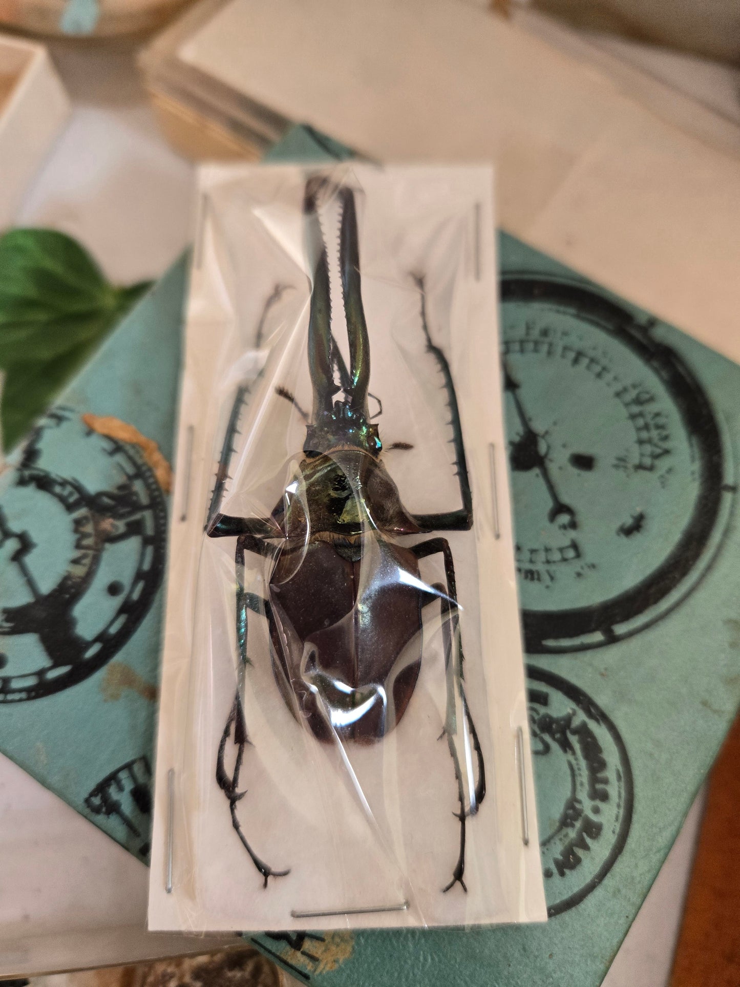 RARE! Chiasognathus granti, Darwin's Stag Beetle, HUGE Jaws!