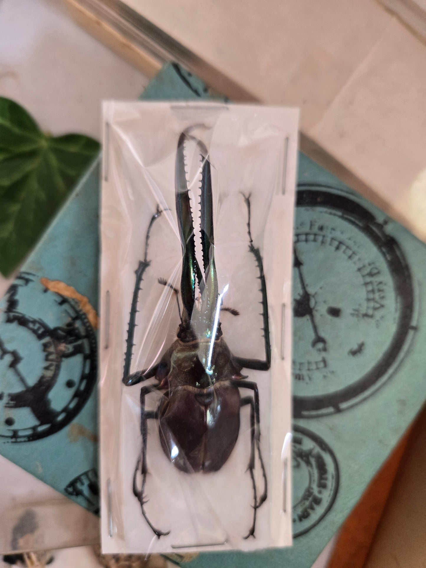 RARE! Chiasognathus granti, Darwin's Stag Beetle, HUGE Jaws!