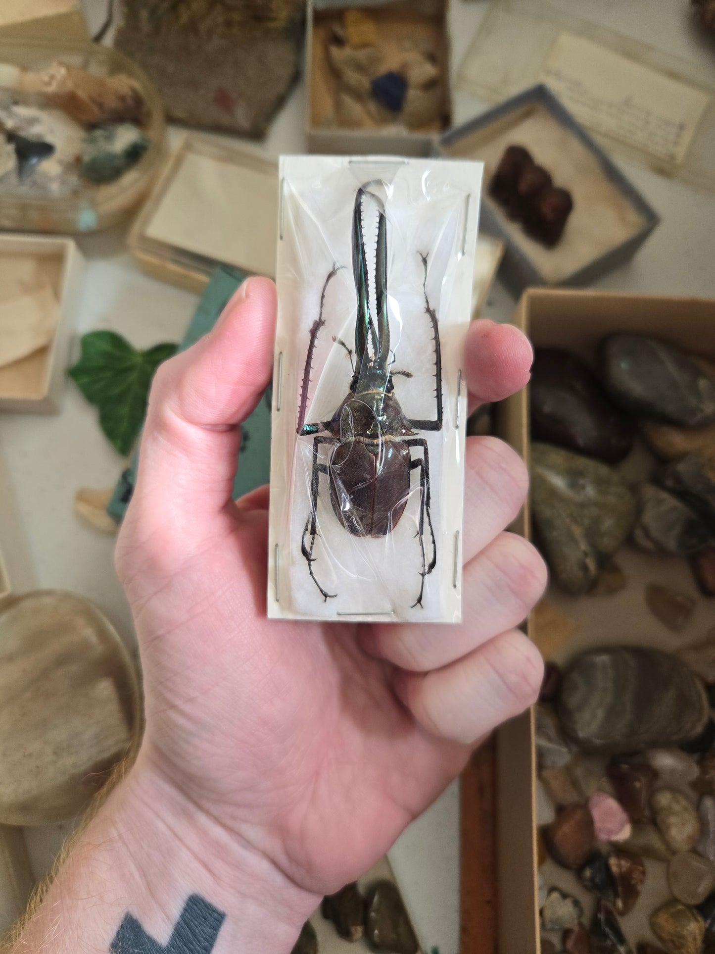 RARE! Chiasognathus granti, Darwin's Stag Beetle, HUGE Jaws!