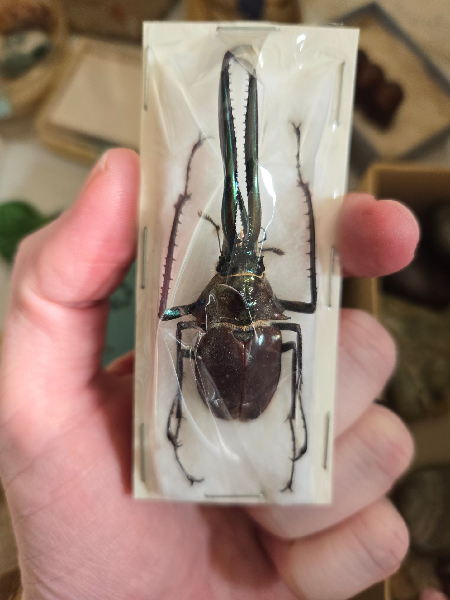 RARE! Chiasognathus granti, Darwin's Stag Beetle, HUGE Jaws!