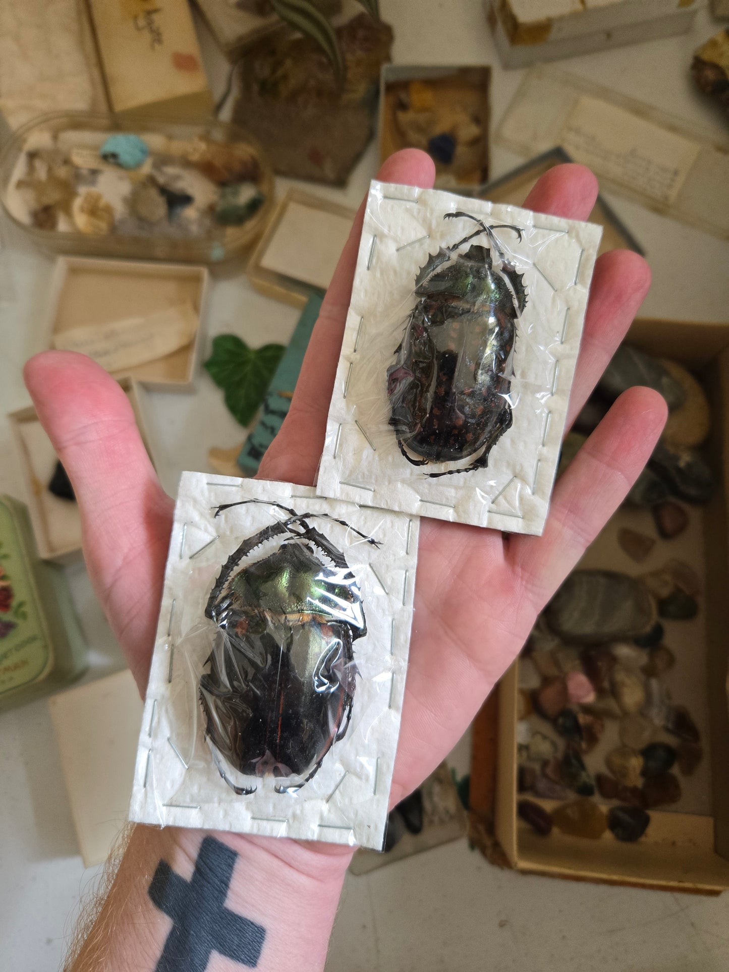 RARE FIND! Cheirotonus jansoni, 'Long Arm Beetle' PAIR! Male and Female, unspread