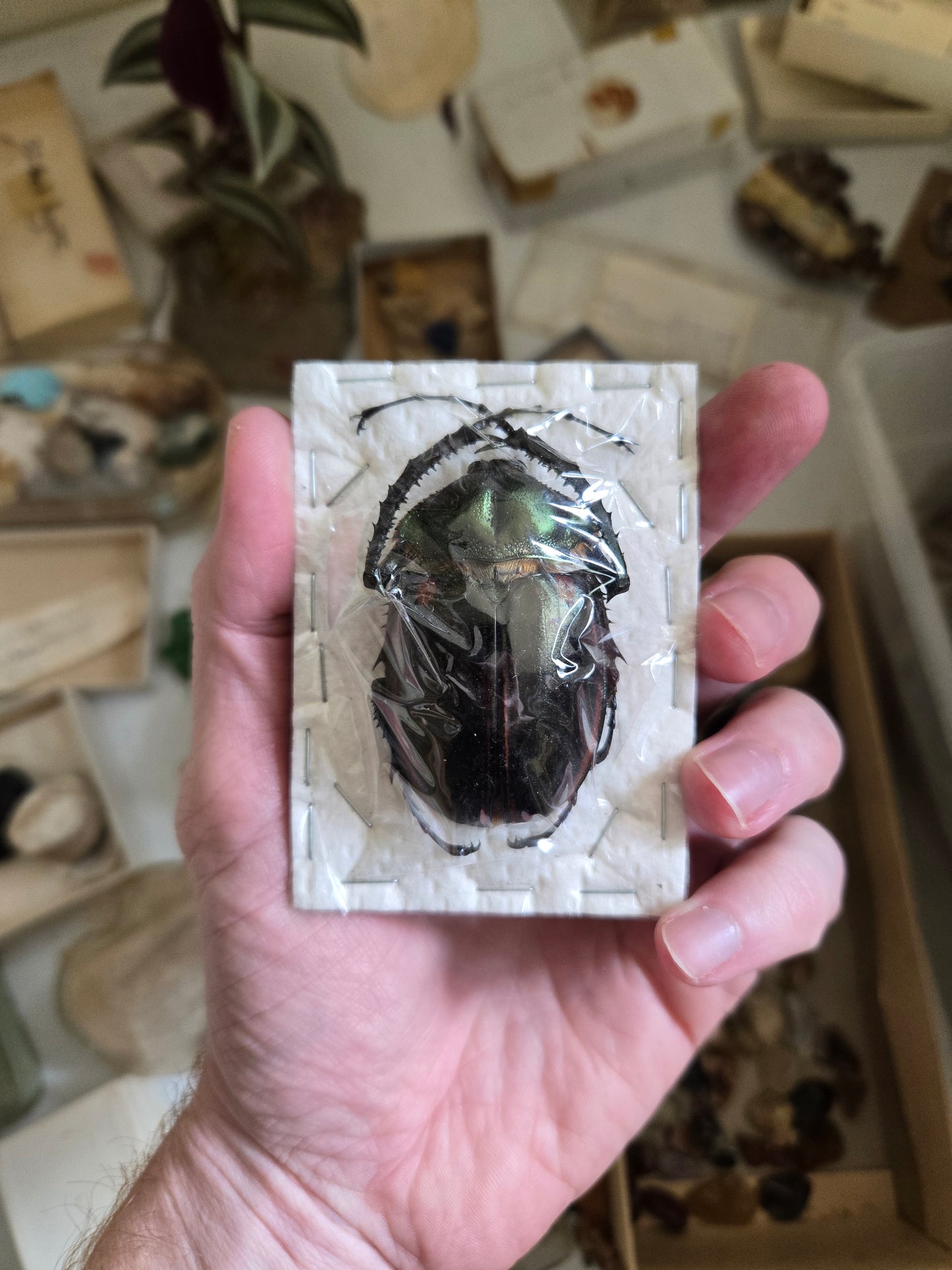 RARE FIND! Cheirotonus jansoni, 'Long Arm Beetle' PAIR! Male and Female, unspread