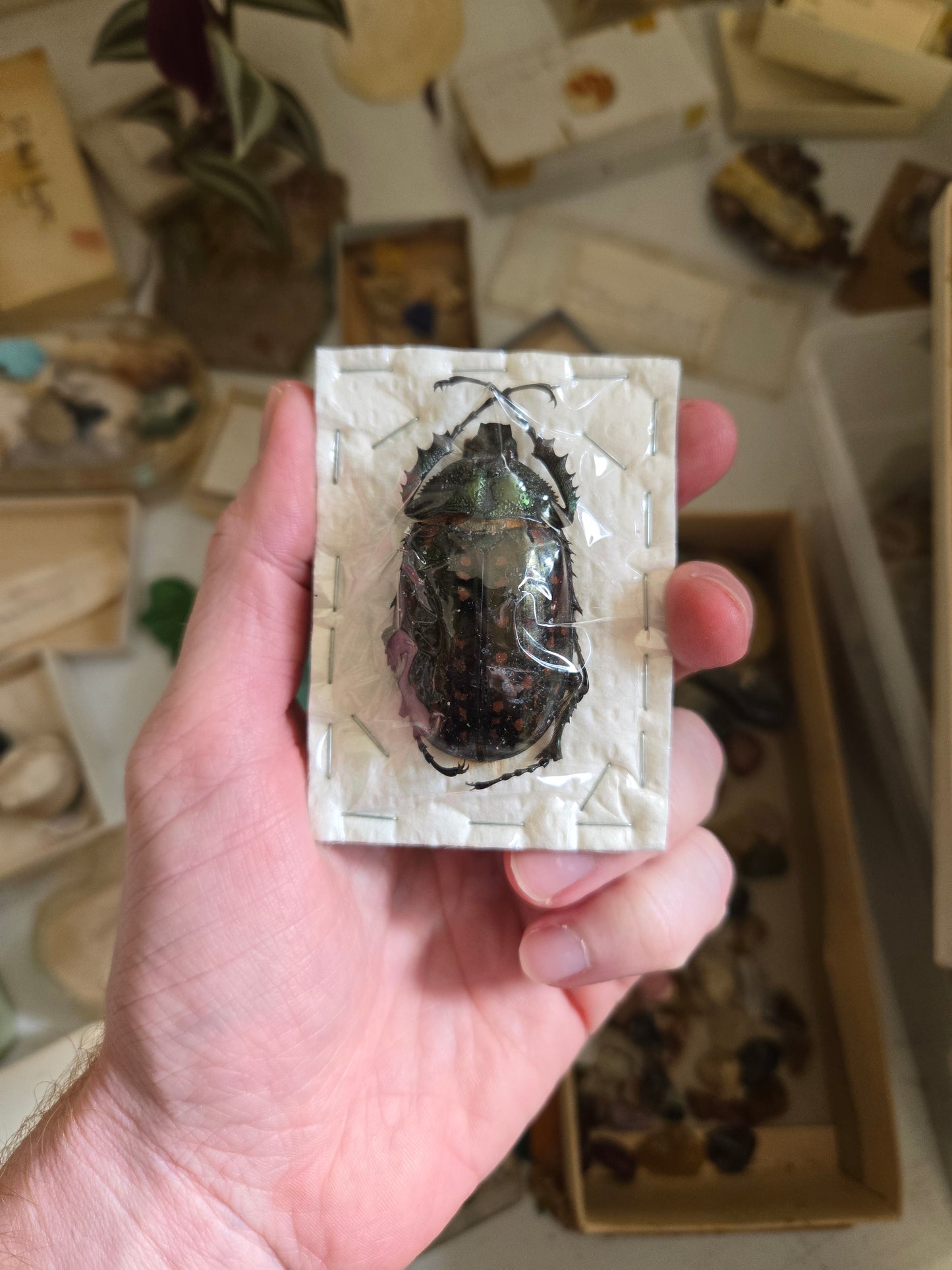 RARE FIND! Cheirotonus jansoni, 'Long Arm Beetle' PAIR! Male and Female, unspread