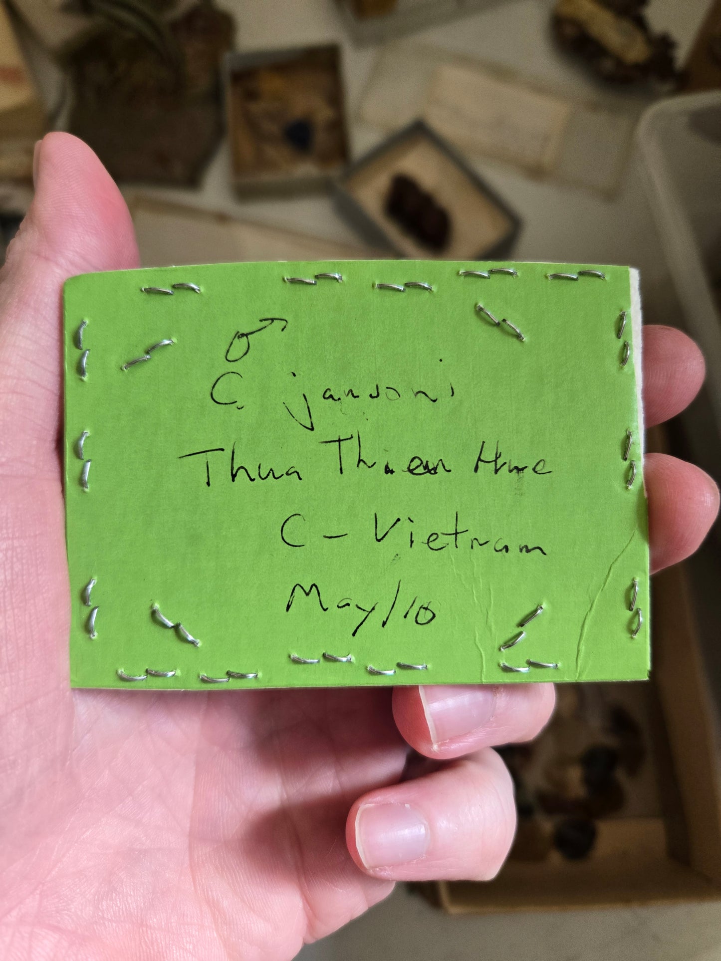 RARE FIND! Cheirotonus jansoni, 'Long Arm Beetle' PAIR! Male and Female, unspread