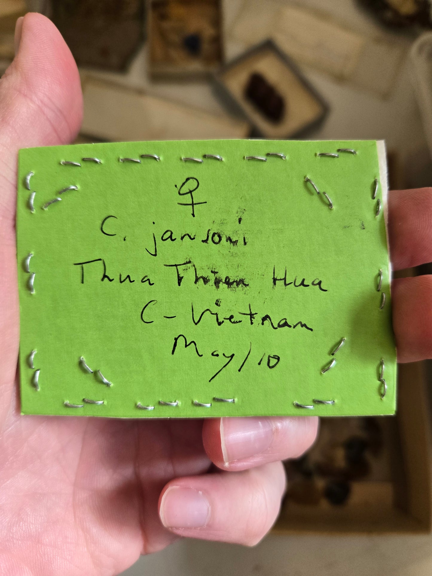 RARE FIND! Cheirotonus jansoni, 'Long Arm Beetle' PAIR! Male and Female, unspread